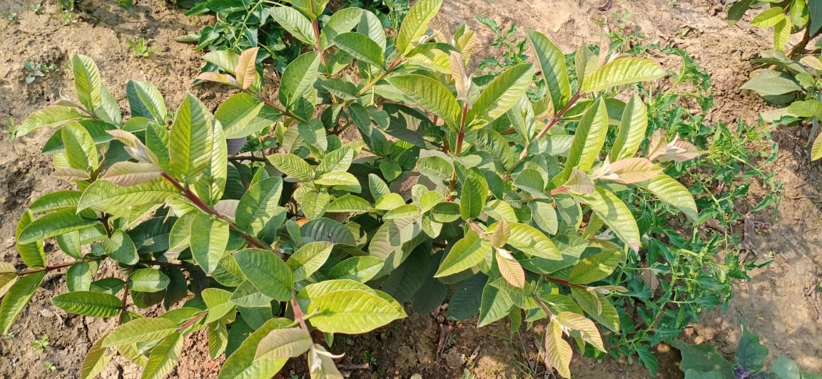 Himgiri Green Herbal